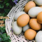 alternatives to egg protein