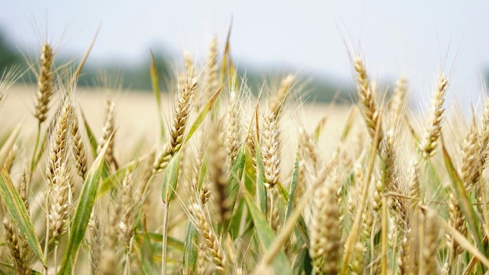 oats